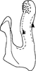 Aedeagus, lateral view on Colistra parvulus (Linnavuori, 1961): Aedeagus, lateral view. (Observation).