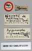 CollectionObject 1540711; 5063190d-1839-41f2-8e54-ebb79d57cbe5: female, labels (neotype). (CollectionObject).