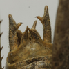 CollectionObject 1535137; 3f717f7a-fe46-4829-83d3-ae3d77d9d543: male cerci (holotype). (CollectionObject).