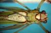 CollectionObject 1503559; 47c47ac8-c0d1-4202-89c1-046d7151e9d5: female head and pronotum, dorsal view (paratype). (CollectionObject).