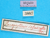 CollectionObject 1475026; 074e9c1a-0da0-4caa-991e-323bb774c6f3, MfN 3887: labels (holotype of Paragryllacris infuscata). (CollectionObject).
