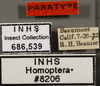 Other on Ceratagallia canona Oman, 1939: Labels. (Observation).
