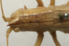 CollectionObject 1534989; 9aa06e5b-57c0-4c3f-bf91-4547dd0d488d: female head and pronotum, dorsal view (syntype). (CollectionObject).