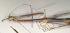 CollectionObject 1557400; a4201265-e4a5-4a62-be2f-58ec38975bd1: copyright OUMNH. female: head and thorax, lateral view of synonym Phibalosoma calametum (holotype). (CollectionObject).