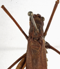 CollectionObject 1529772; 5f78f8c0-10a0-43f9-8efc-7a2f17f0829e: male, dorsal view (holotype). (CollectionObject).