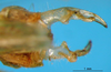 CollectionObject 1521368; 1eabd2a7-f3c3-41d2-9393-66eb2acc7530: male cerci (holotype). (CollectionObject).