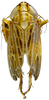 Habitus, dorsal view on Quaziptus chapini Kramer, 1965: Habitus, male, dorsal view (holotype). (Observation).