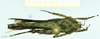 CollectionObject 1584433; 3659f365-3ca6-404a-a5c0-e072b472e0bd: male (no type), dorsal view. (CollectionObject).