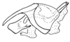 Aleuas uruguayensis Carbonell, 2008: Fig. 33A. phallic complex without epiphallus, lateral view. (Otu).