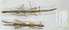 CollectionObject 1561807; 71aa6911-9f6a-4b06-930d-187131183d9a: copyright MCSN. female (lectotype - on right) [male (paralectotype) on left is Parapachymorpha nigra]. (CollectionObject).