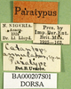 CollectionObject 1502282; 2ea5bc7b-6dc4-4cfe-aec9-e3a95df1aaa7: labels (paratype). (CollectionObject).