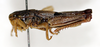 CollectionObject 1528778; 026a847e-ac29-4579-a26b-35b5ea1424cc: male, lateral view (holotype). (CollectionObject).