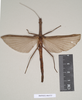 CollectionObject 1557160; NHMUK(SF IMPORT DUPLICATE) 844727, 344c458a-a35b-42a3-8085-5ec5de9d102f: copyright Natural History Museum, London. female (holotype). (CollectionObject).