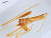 CollectionObject 1566932; 2058b233-de48-436e-a7db-b22f7156800e: male, lateral view (holotype). Parque Nacional do Pau Brasil, Porto Seguro, Brazil. (CollectionObject).