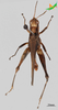CollectionObject 2243732; 7cbcacbc-4e8f-48bb-a03d-632d2adea8f0, Unioeste Cascavel K-0850: Male, dorsal view. (CollectionObject).