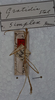 CollectionObject 1558075; 49e94a0e-677c-46f7-8911-cfa0bab3997f: copyright ZMAN [Amsterdam]. male (holotype). (CollectionObject).