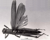 CollectionObject 1526829; 09d31862-a7b3-44c8-9f97-881efd7e86dd: male, dorsal view. (CollectionObject).