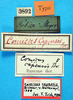 CollectionObject 1500216; fd4d5b90-ec38-47db-878d-60eb570bd3cf: labels (lectotype). (CollectionObject).