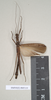 Eurybistus fallax Bragg, 2001: copyright Natural History Museum, London. male (paratype). (Otu).