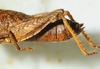 CollectionObject 1498698; e635f42f-e230-4b9e-b777-9f05fe07814c: female abdomen, lateral view. (CollectionObject).