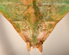 CollectionObject 1557807; 3cdee121-930a-471d-953a-90ed85349d12: copyright UMO. female end of abdomen, ventral view (syntype). (CollectionObject).;CollectionObject 1557808; 847219de-857b-47ba-9092-e802aa581c6b: copyright UMO. female end of abdomen, ventral view (syntype). (CollectionObject).