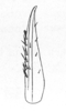 Ceuthophilus (Ceuthophilus) isletae Hubbell, 1936: Fig. 310 (after holotype). subdistal cephalic spur of hind tibia. (Otu).
