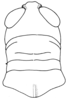 Leiotettix viridis Bruner, 1906: Fig. 11. female head and pronotum, dorsal view (Leiotettix punctipes). (Otu).