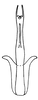 Aedeagus, posterior view on Polana (Culumana) torqua (DeLong & Freytag, 1972): Male: aedeagus, posterior view. (Observation).