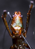 Eumacroxiphus (Eumacroxiphus) diffundatus Ingrisch, 1998: male frons (paratype). (Otu).