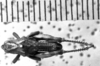 CollectionObject 1506190; 162e58ee-2f38-4fe8-a4b8-788fc5ed5957: Image Carbonell, C.S. male, dorsal view (syntype or lectotype). (CollectionObject).