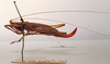CollectionObject 1503264; MBBJ 3224909, b2a19935-aaab-47e3-a8dc-2cd8fe890f57: female habitus lateral view. (CollectionObject).