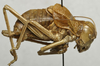 CollectionObject 1534977; 4a864c20-c84b-47ee-965a-f895f24b7e0e: male, lateral view (syntype). (CollectionObject).