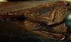 CollectionObject 1533188; 2016e06d-d264-4cbe-af7c-62aa522e09d8: male stridulatory area (holotype). (CollectionObject).