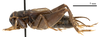 CollectionObject 1575346; 364af3b3-a6b1-4461-aa3a-ed52f24705ae: male, lateral view (paratype of Gryllus chopardi Kis, 1967). (CollectionObject).