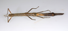 CollectionObject 1591896; acb19454-91fe-4db1-8508-ffc928ca2afd: copyright USNM, Washington. female, dorsal view (paratype). (CollectionObject).;CollectionObject 1591897; d1971875-9839-4678-8b9d-2ea18fbdd7eb: copyright USNM, Washington. female, dorsal view (paratype). (CollectionObject).