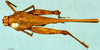 CollectionObject 1503211; 29ecfa90-cd49-4026-adb7-78d6c16e6522: female, dorsal view (syntype of Bolotettix exiguus). (CollectionObject).