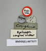 CollectionObject 1552788; NHMUK(SF IMPORT DUPLICATE) BMNH(E) 877077, 5a0aba63-f5db-4f05-8c74-0f22108b7615: Copyright NHM, London. Holotype female of Epilampra congrua, data labels. (CollectionObject).