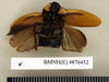 Pinaconota inaequalis (Walker, 1868): Copyright Natural History Museum, London. Holotype (adult male) in BM(NH). Ventral view. (Otu).