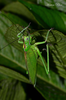Psalmatophanes barretoi Chopard, 1938: female (Madeira, 3 August 2019). (Otu).