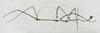 CollectionObject 1573594; 62b393cd-637d-4aa8-ada6-d47f6fb0cfb5: male, lateral view (holotype). (CollectionObject).