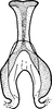 Connective on Drabescus ogumae Matsumura, 1912: Connective, ventral view. (Observation).