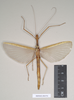 CollectionObject 1560062; NHMUK(SF IMPORT DUPLICATE) 844794, 963f9ea1-cfa5-4832-88c4-3b766c0ac107: copyright Natural History Museum, London. female (holotype). (CollectionObject).