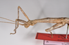 CollectionObject 1556991; c99f642c-06e2-4d37-a7d6-2016fad93fc7: copyright ZMB, Berlin. female: head and thorax, lateral view of Acanthoderus cornutus (syntype). (CollectionObject).;CollectionObject 1556992; 4054a909-f579-40f6-9dcc-72cb0887fbc8: copyright ZMB, Berlin. female: head and thorax, lateral view of Acanthoderus cornutus (syntype). (CollectionObject).