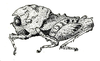 Diotarus verrucifer Stål, 1877: Fig. 19. female, lateral view. (Otu).