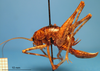 female, lateral view. Depicts CollectionObject 1538347; ef62e67f-91c8-41f2-b16c-9b5f2a88c494, a CollectionObject.