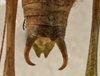 CollectionObject 1534646; 62a2855f-7259-4947-8b03-635db8948eb0: male abdomen tip, dorsal view (holotype). (CollectionObject).