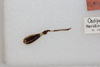 CollectionObject 1581013; ece17b1a-41db-4438-846d-71055702d984: female, hind leg (syntype). (CollectionObject).