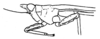 Miriatra producta (Bolívar, 1887): Fig. 194. female, lateral view. (Otu).