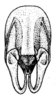 CollectionObject 1522467; 6ded5b94-2687-4840-a97a-96b0558ff781, ANSP5326: Pl. 3 Fig. 13 (after type). male abdomen tip, caudal aspect. (CollectionObject).