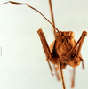 CollectionObject 1505159; 1e7f4e66-ea89-4338-b823-86a0d871d5c1, DORSA D030XM01: male, frontal view (allotype). (CollectionObject).